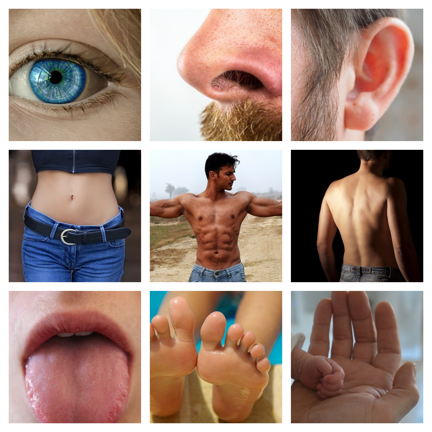 Tipos De Cuerpo Masculino: Ectomorph, Mesomorfo Y Endomorfo. Flaco